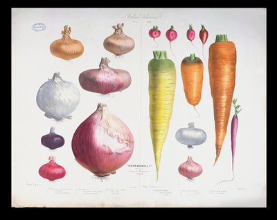 Onions, Radishes and Carrots, from the First Album Vilmorin by Elisa Champin